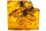 Die in Bernstein konservierte Blüte ist Teil der Geologischen Sammlungen der BGR.